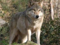 Loup tibétain